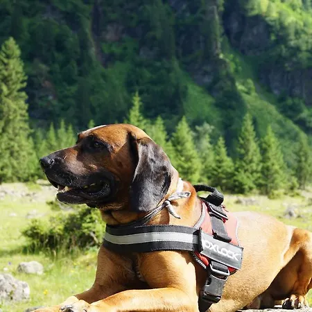 Landhaus Alpina Penzion 3*