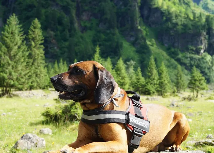 Landhaus Alpina Pensionat 3*